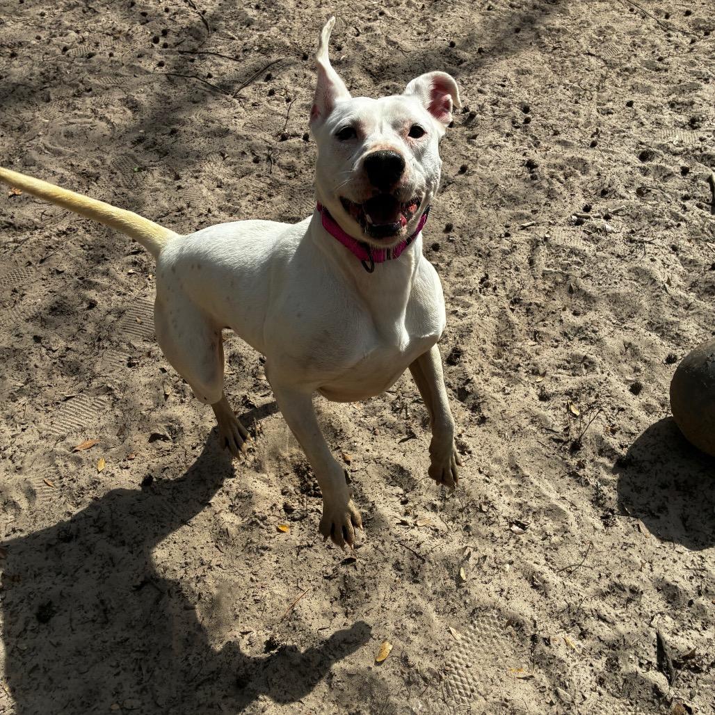 Enlarge Sassi 28362, a Adoptable Mixed Breed in Middleburg, FL image 2/4