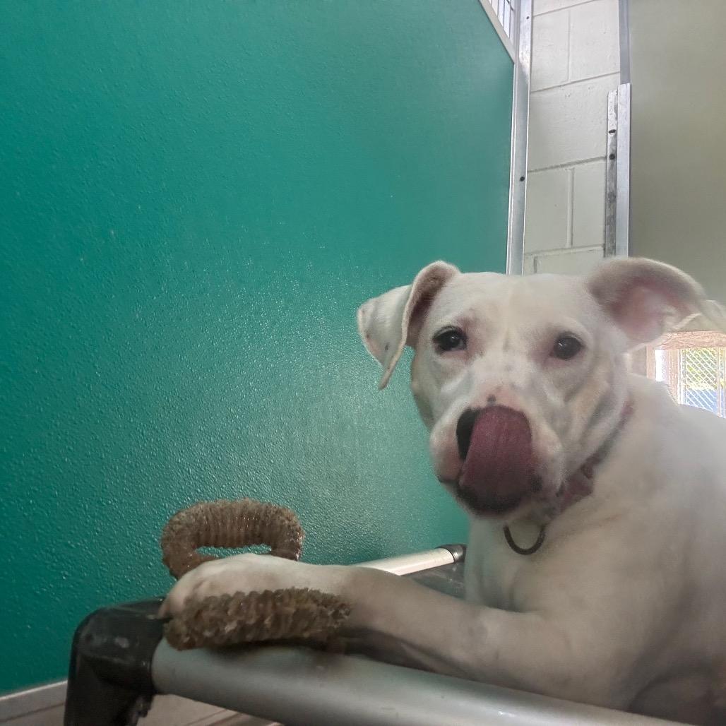 Sassi 28362, a Adoptable Mixed Breed in Middleburg, FL image 4/6