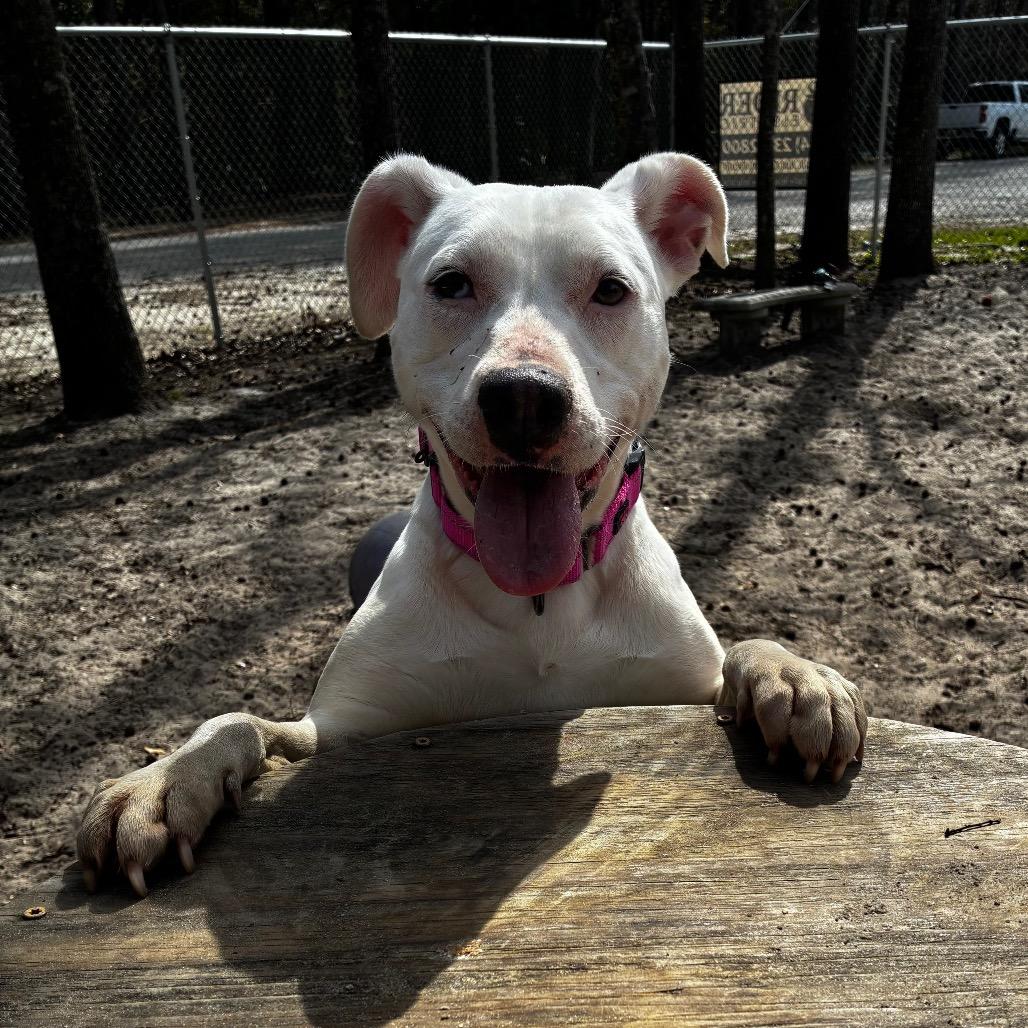 Enlarge Sassi 28362, a Adoptable Mixed Breed in Middleburg, FL image 3/4