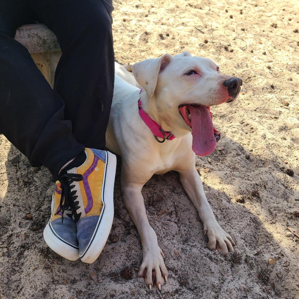 Enlarge Sassi 28362, a Adoptable Mixed Breed in Middleburg, FL image 4/4