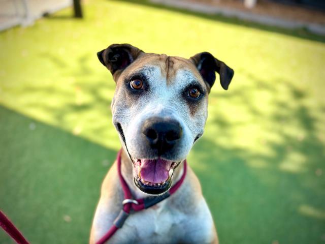 ROGER, Adoptable, Adult Male Pit Bull Terrier.