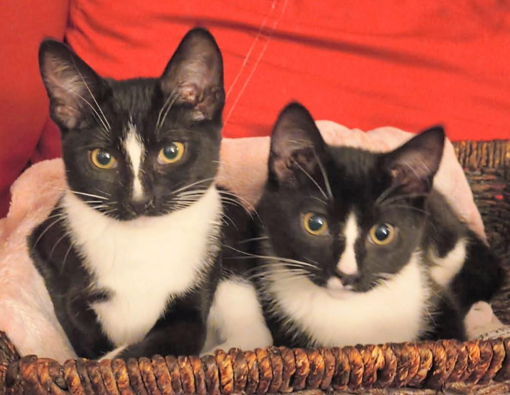 Hunter and Sphinx, adopted, Kitten Male Domestic Short Hair.