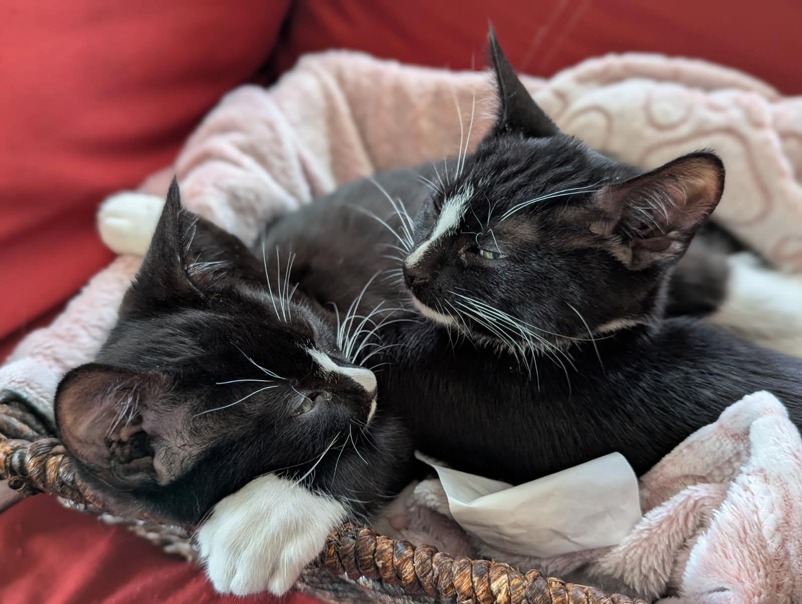 Enlarge Hunter and Sphinx, an adopted Domestic Short Hair in Melrose, MA image 4/6