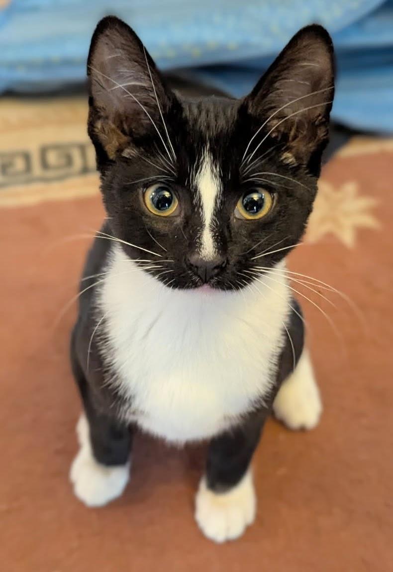 Enlarge Hunter and Sphinx, an adopted Domestic Short Hair in Melrose, MA image 2/6