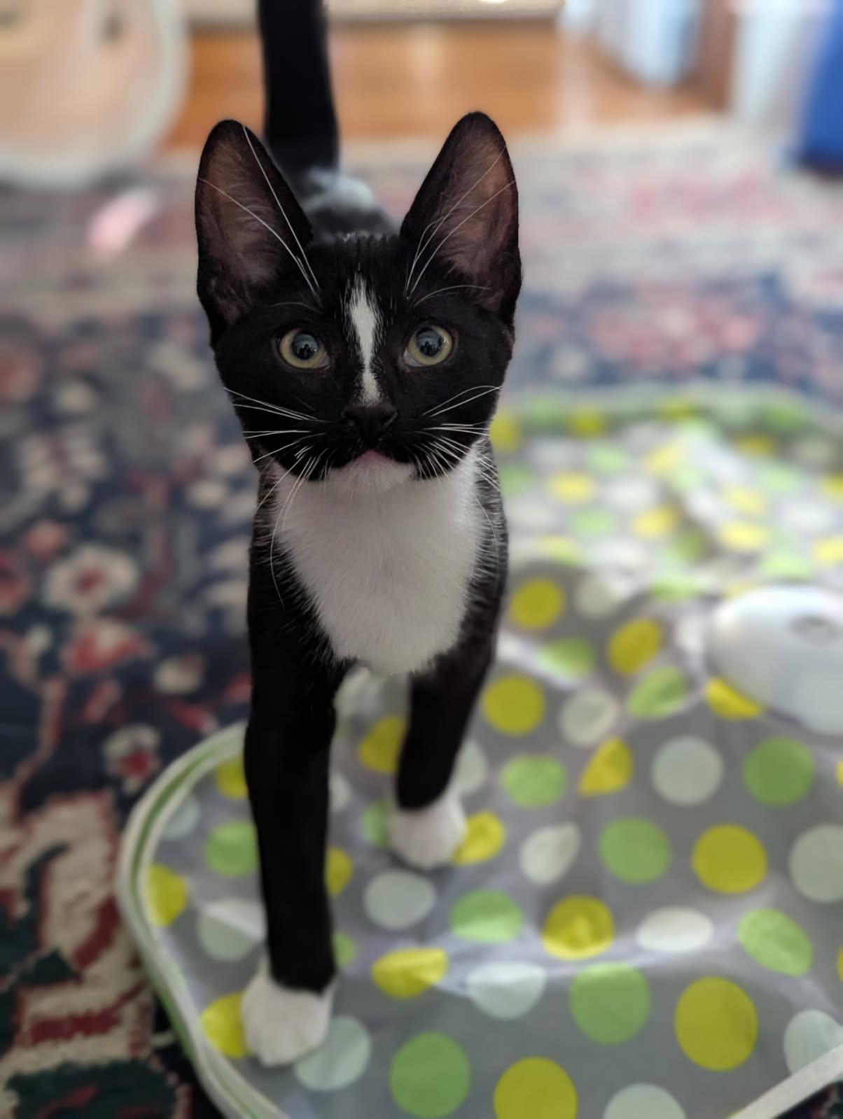 Enlarge Hunter and Sphinx, an adopted Domestic Short Hair in Melrose, MA image 5/6