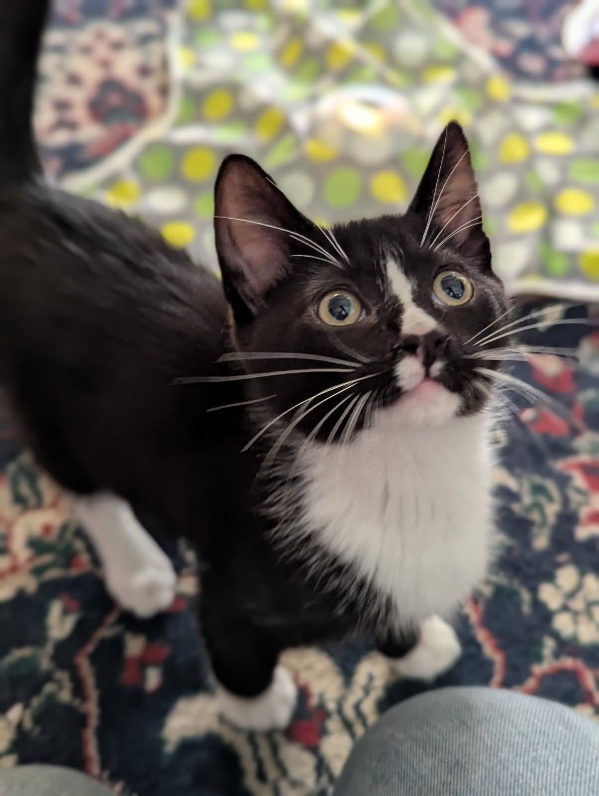 Enlarge Hunter and Sphinx, an adopted Domestic Short Hair in Melrose, MA image 3/6