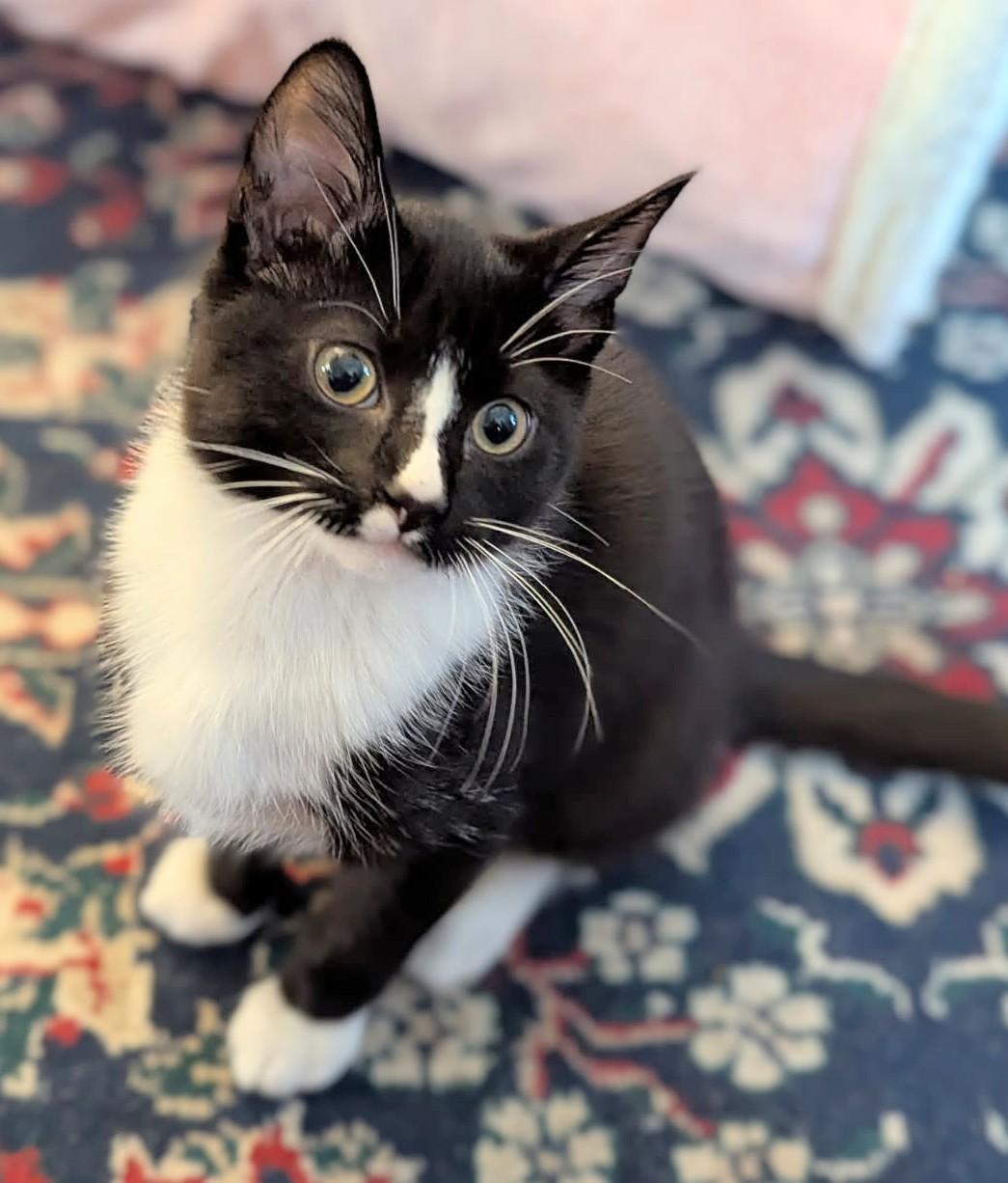 Enlarge Hunter and Sphinx, an adopted Domestic Short Hair in Melrose, MA image 6/6