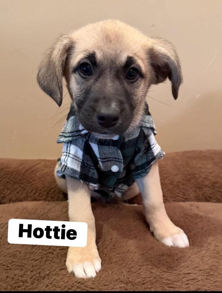 Hottie, Adoptable, Puppy Male Mixed Breed.