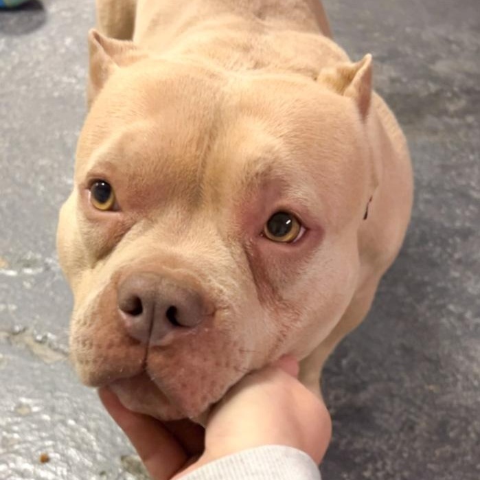 Creami, ADOPTABLE, Adult Female American Bully.