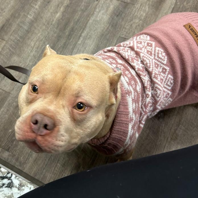 Enlarge Creami, a ADOPTABLE mixed breed in Toledo, OH image 3/3