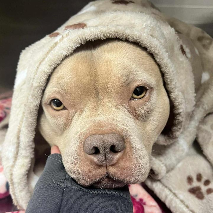 Enlarge Creami, a ADOPTABLE mixed breed in Toledo, OH image 2/3