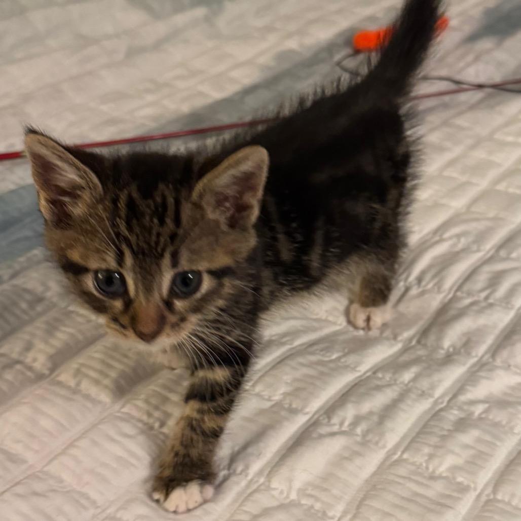 Null, Adoptable, Kitten Male Domestic Short Hair.
