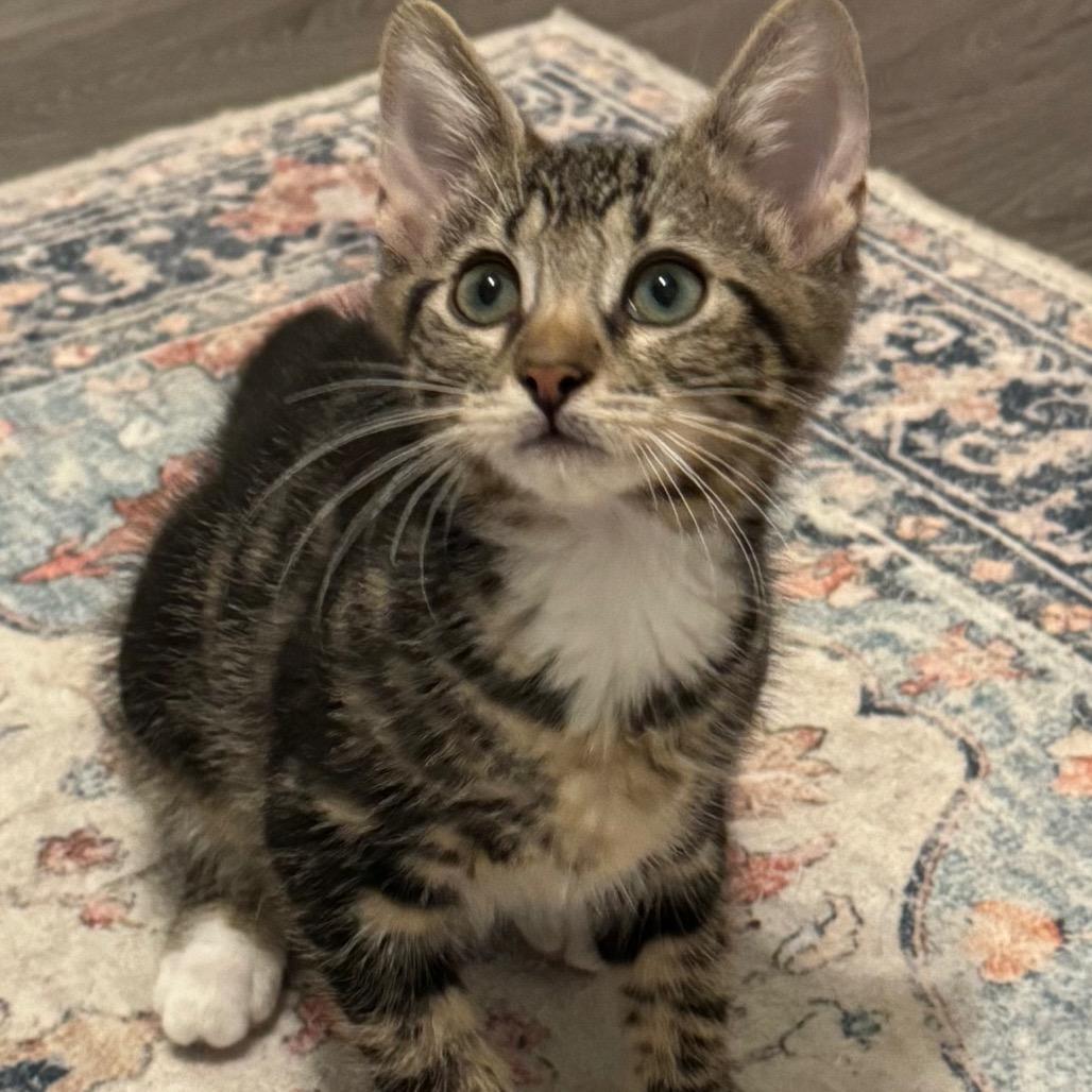 Null, a Adoptable Domestic Short Hair in Frederick, MD image 2/2