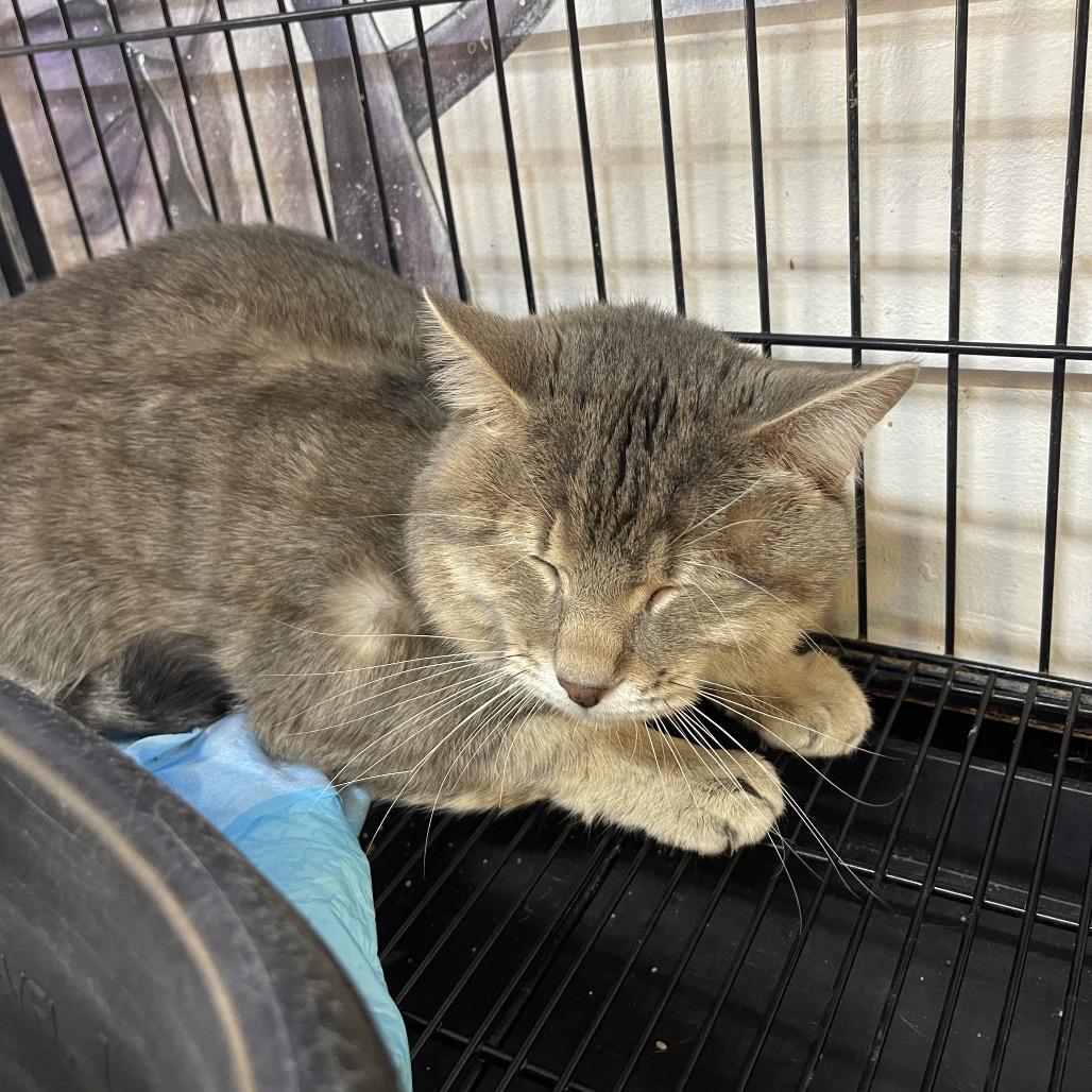 Enlarge Wincy, a Adoptable Domestic Short Hair in Corbin, KY image 1/1