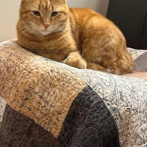 Enlarge Willa , a ADOPTABLE Domestic Short Hair in Fairfax, VA image 3/5