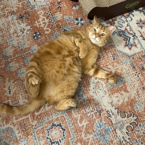 Willa , ADOPTABLE, Adult Female Domestic Short Hair.