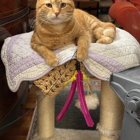 Enlarge Willa , a ADOPTABLE Domestic Short Hair in Fairfax, VA image 2/5