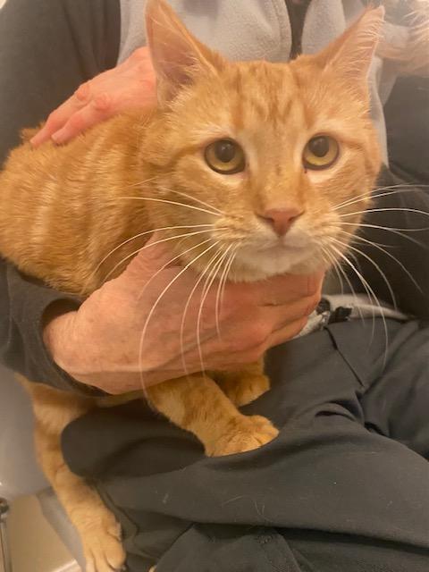 Enlarge Willa , a ADOPTABLE Domestic Short Hair in Fairfax, VA image 4/5