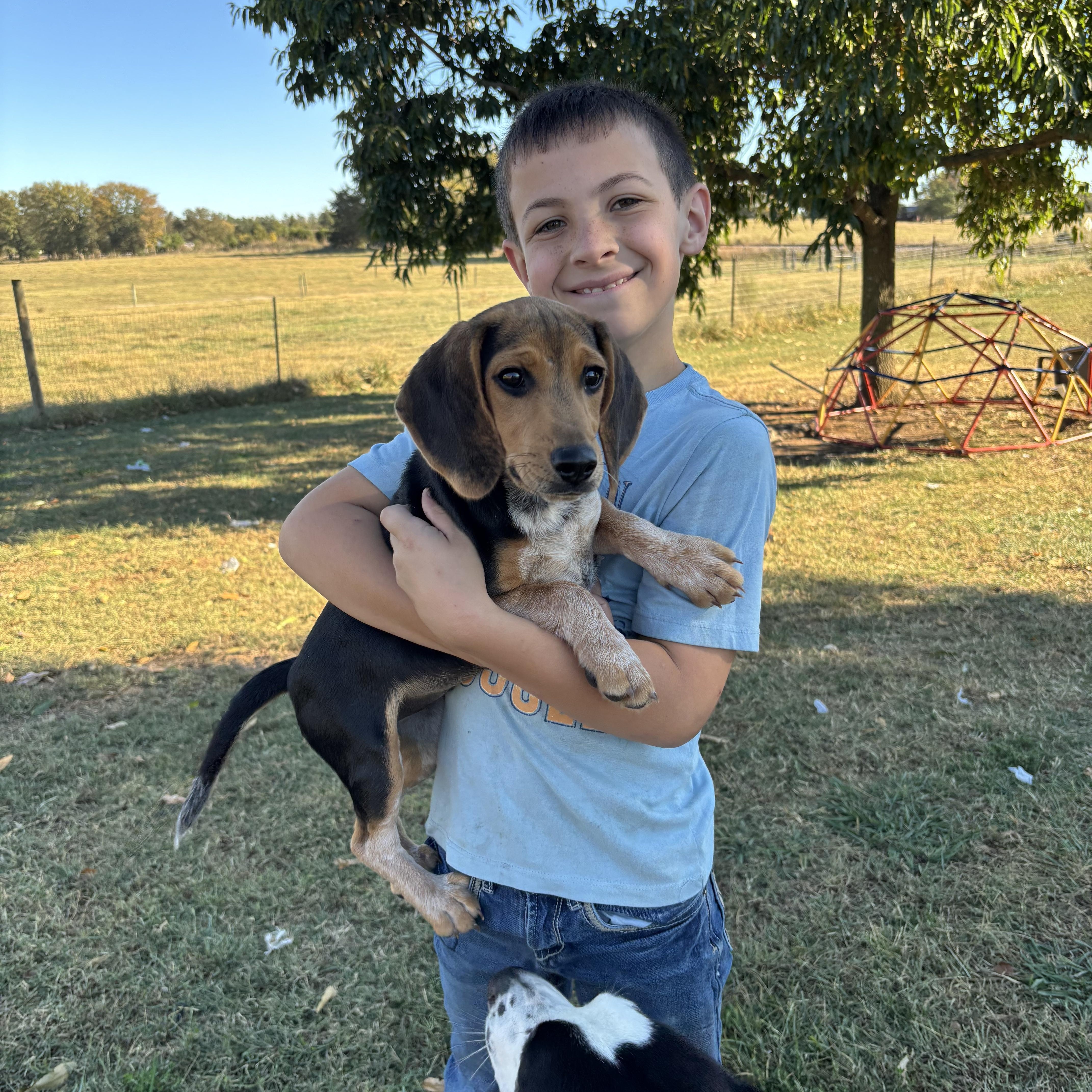 Boss , Adoptable, Puppy Male Beagle.
