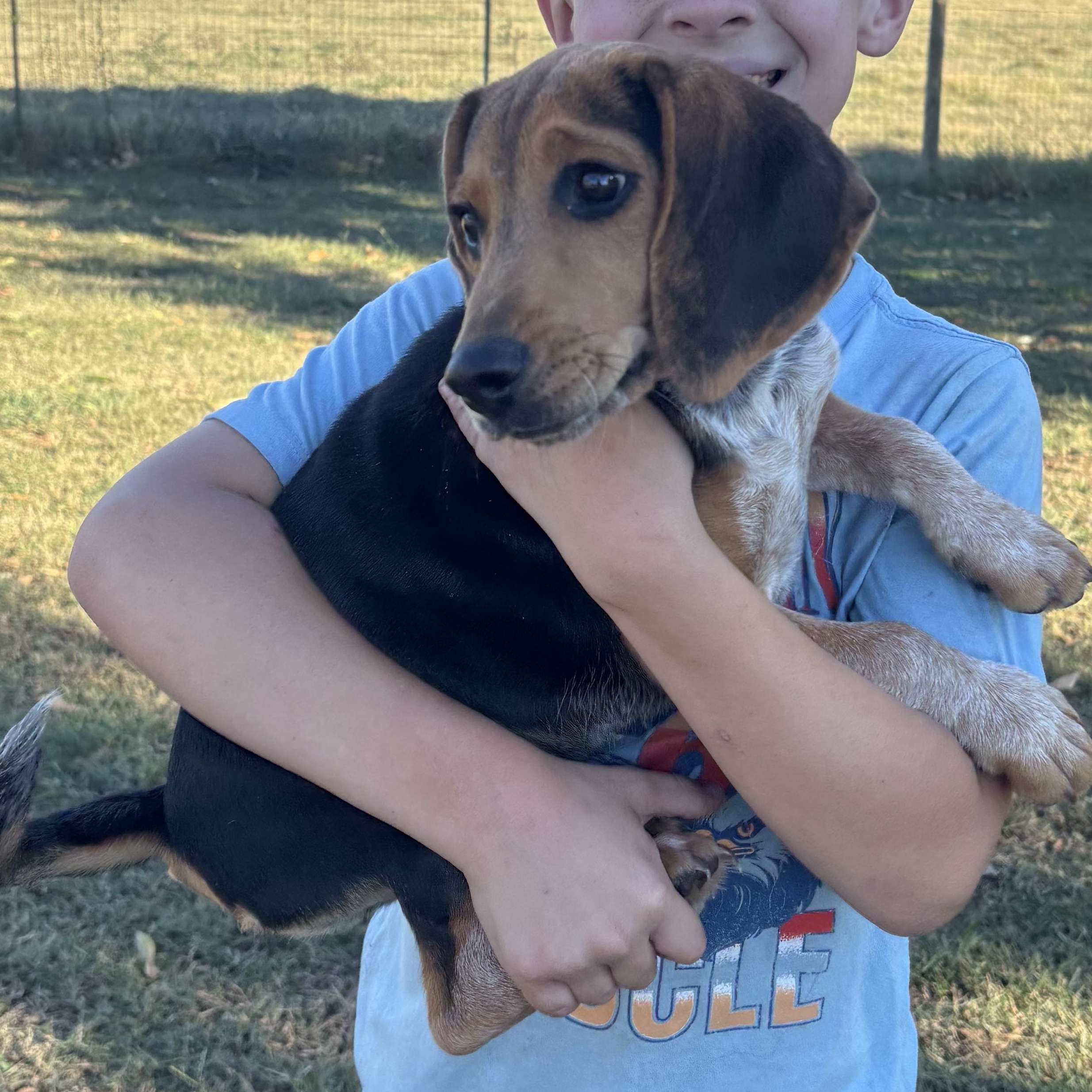 Boss , a Adoptable Beagle in Chester, SC image 2/3