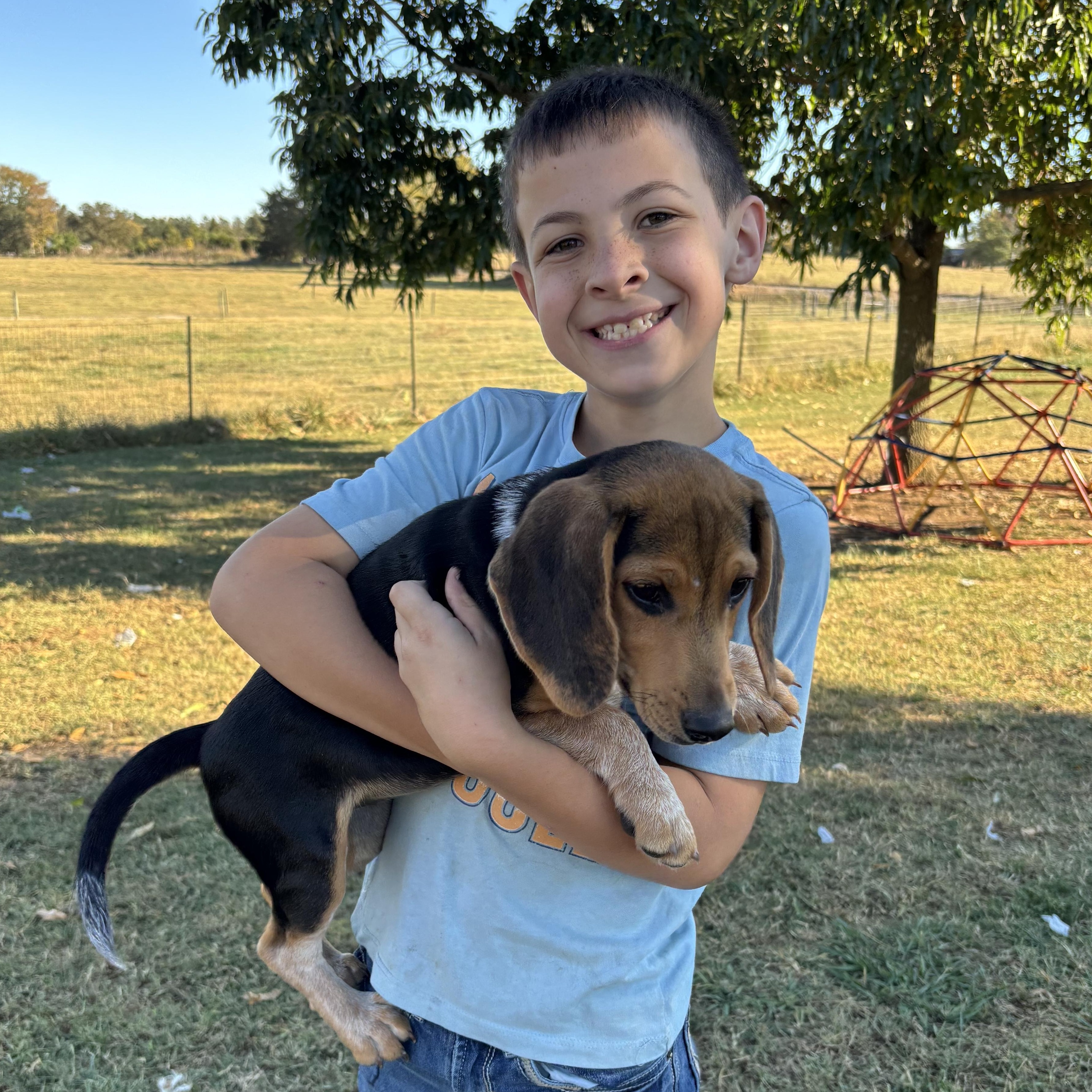 Boss , a Adoptable Beagle in Chester, SC image 3/3