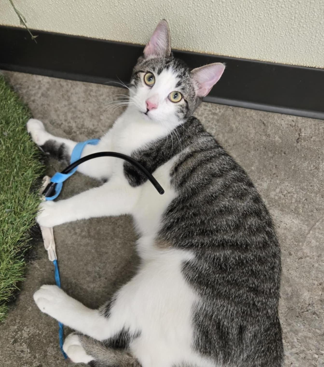 Jacob, an adoptable Domestic Short Hair in Larned, KS, 67550 | Photo Image 1
