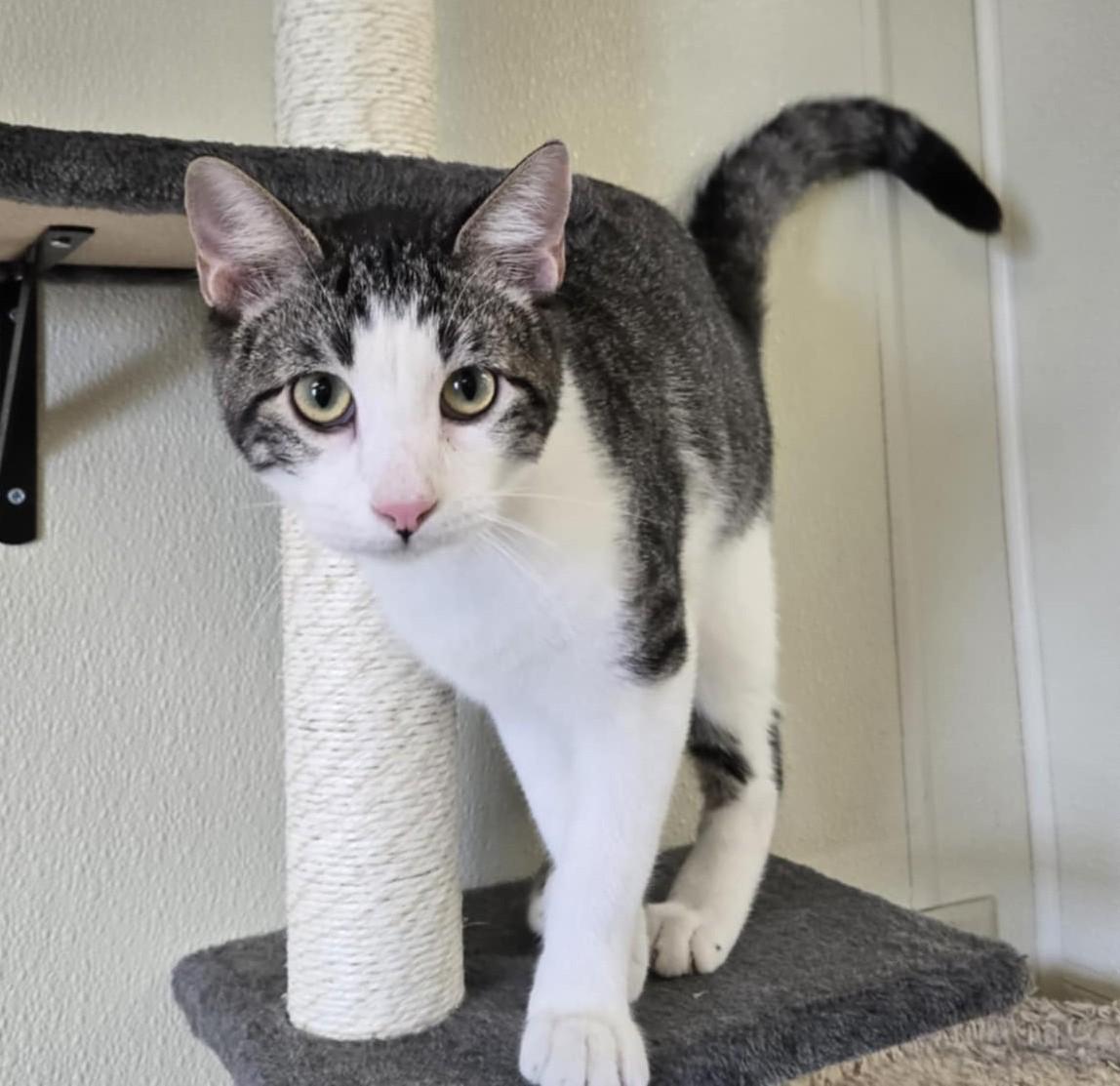 Jacob, an adoptable Domestic Short Hair in Larned, KS, 67550 | Photo Image 2