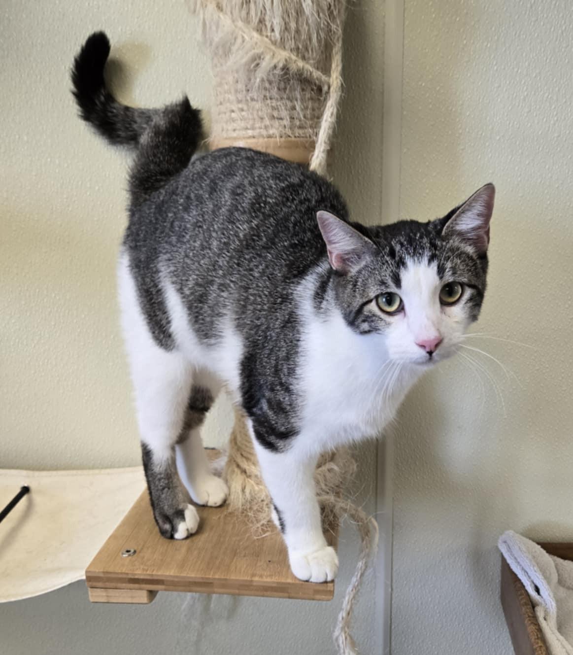 Jacob, an adoptable Domestic Short Hair in Larned, KS, 67550 | Photo Image 3