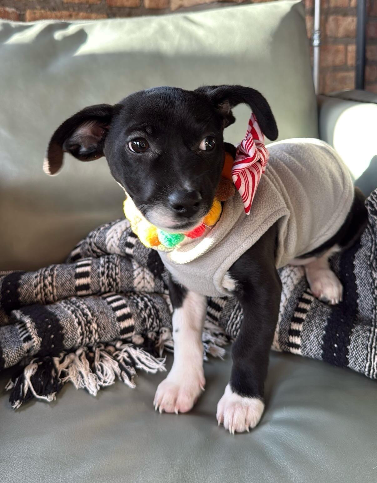 Twix- sweet as candy puppy, ADOPTABLE, Puppy Male Rat Terrier & Jack Russell Terrier.