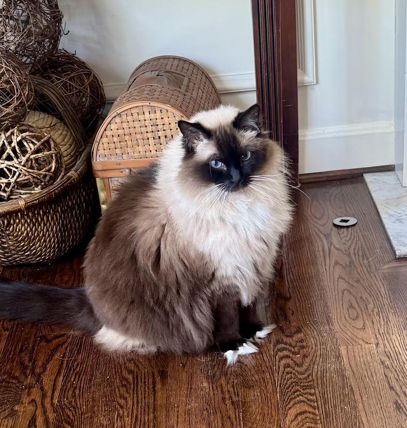 Winnie (fe) & Percy (m), adopted, Senior Female Himalayan.