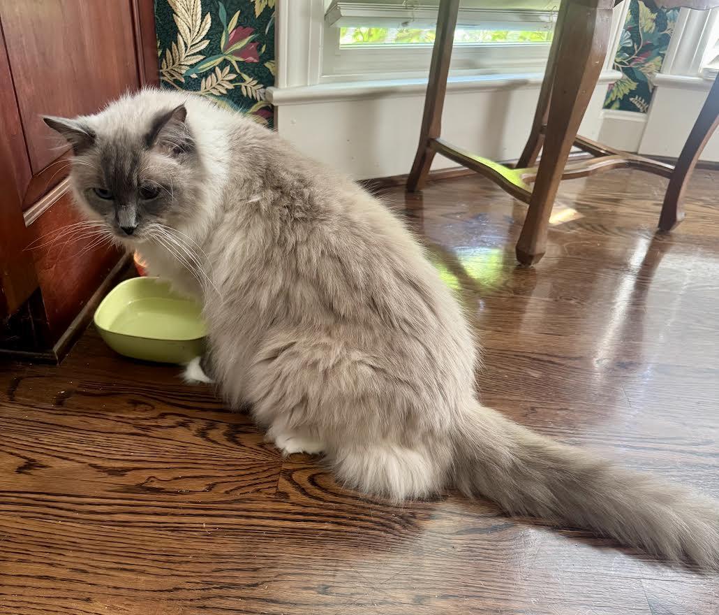 Winnie (fe) & Percy (m), an adopted Himalayan in Louisville, KY image 2/5
