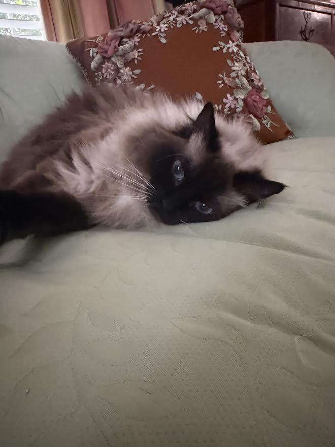 Winnie (fe) & Percy (m), an adopted Himalayan in Louisville, KY image 5/5