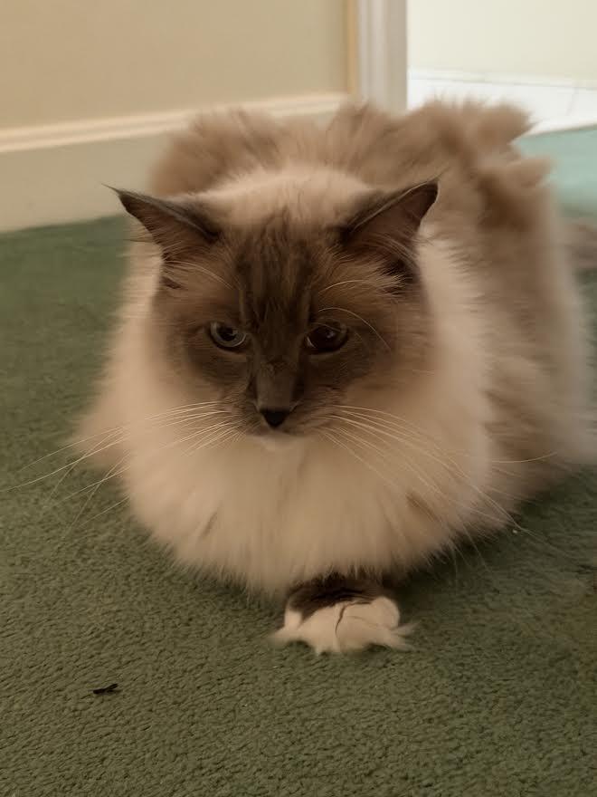 Winnie (fe) & Percy (m), an adopted Himalayan in Louisville, KY image 4/5