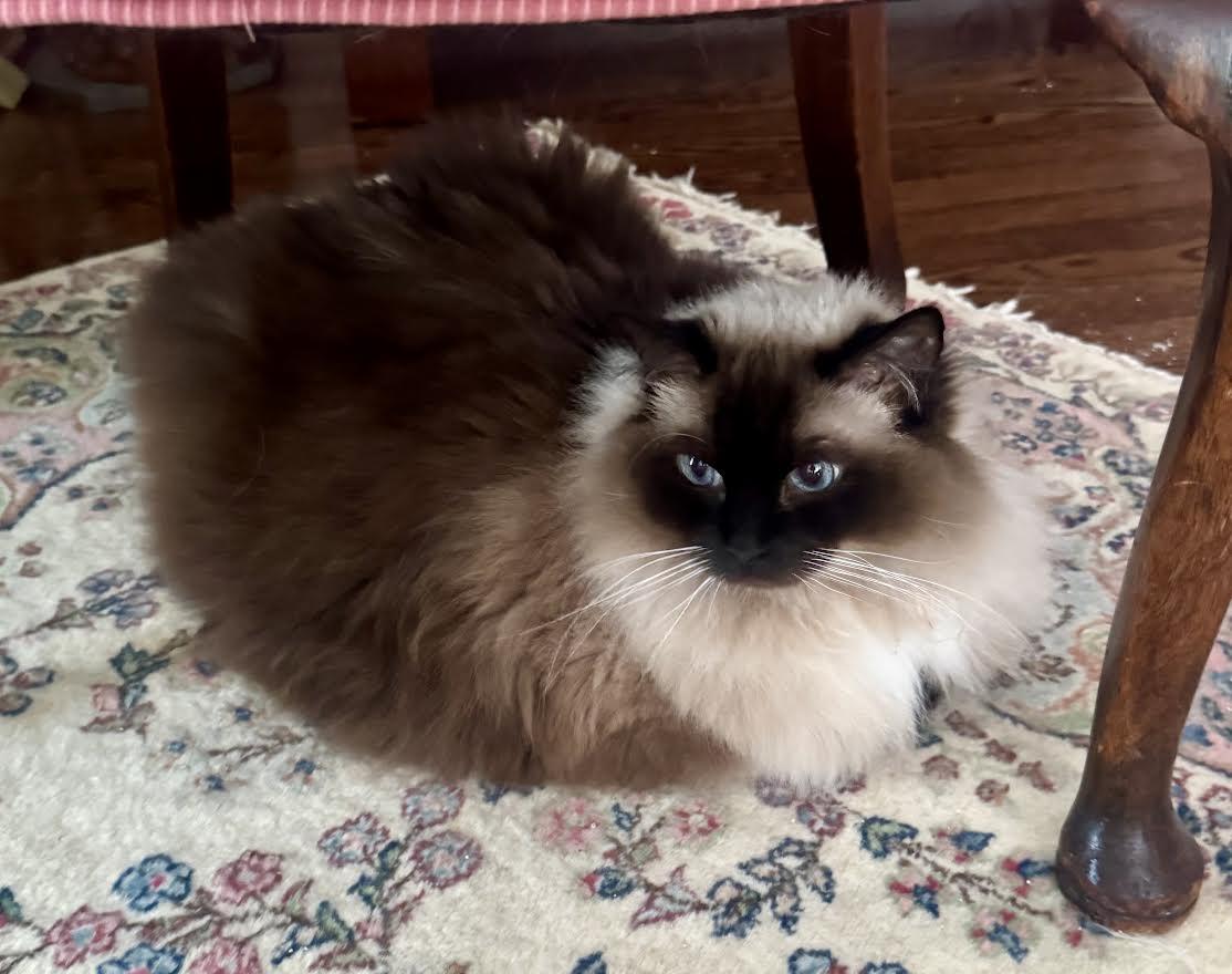 Winnie (fe) & Percy (m), an adopted Himalayan in Louisville, KY image 3/5