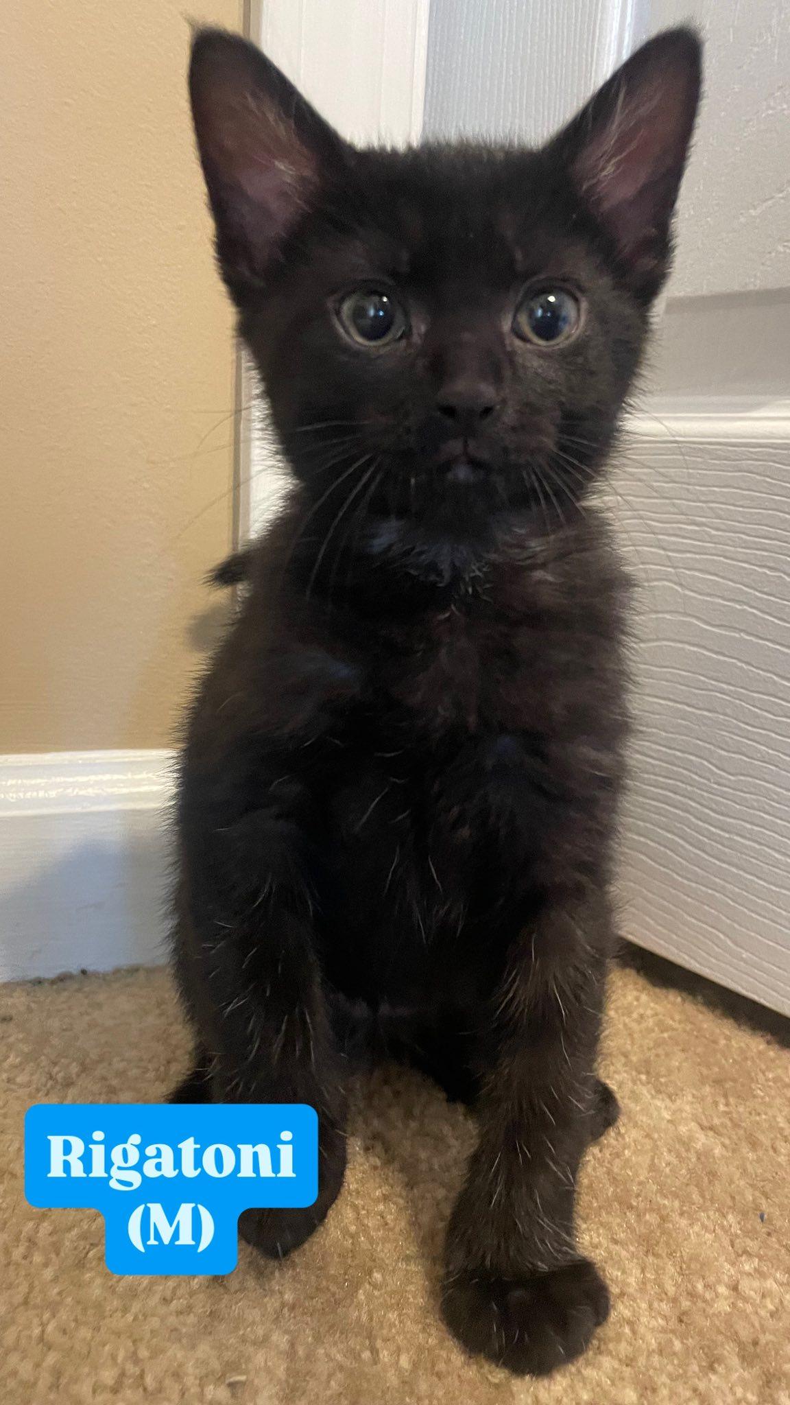 Rigatoni, adopted, Kitten Male Domestic Short Hair.