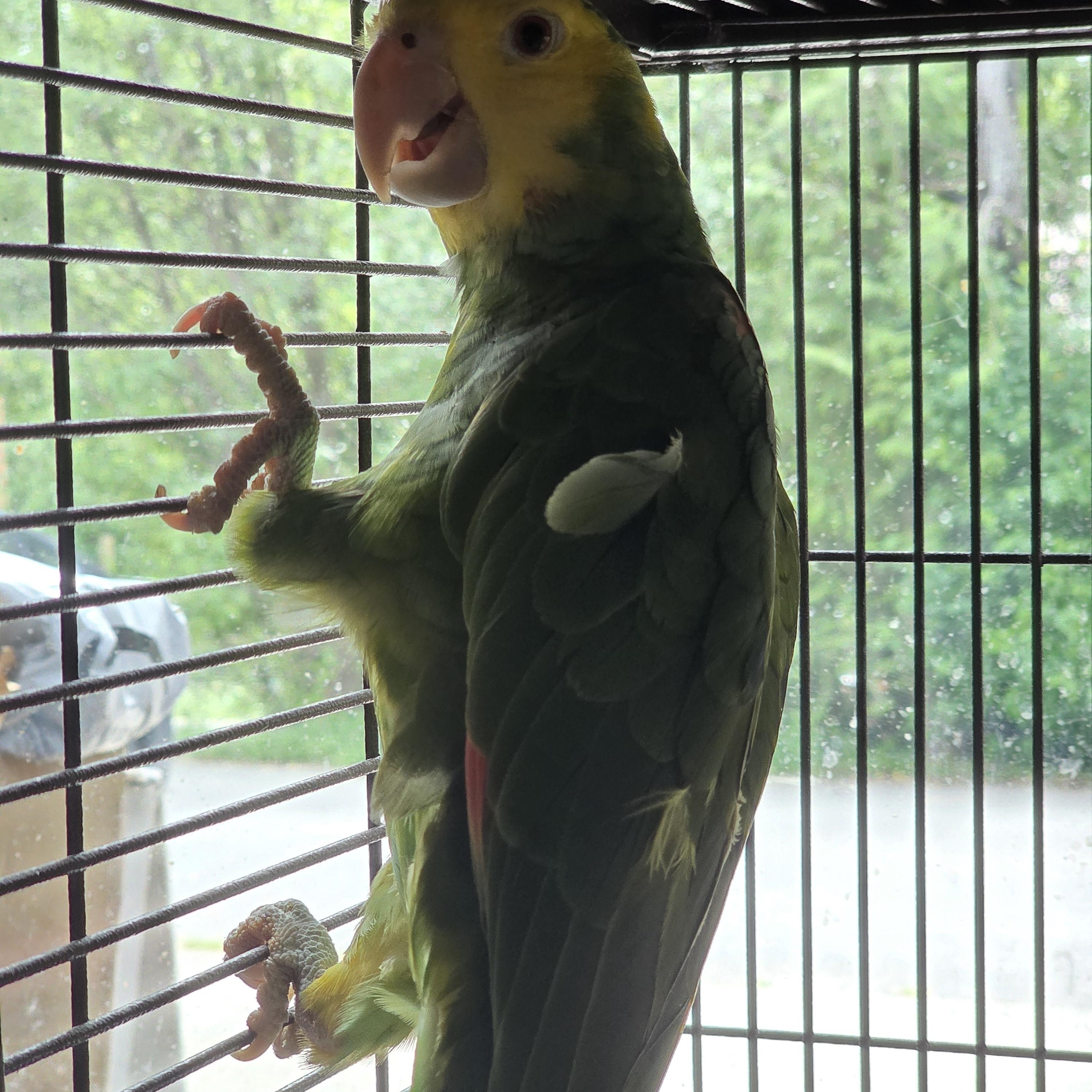 Mango, adopted, Adult Male Amazon.