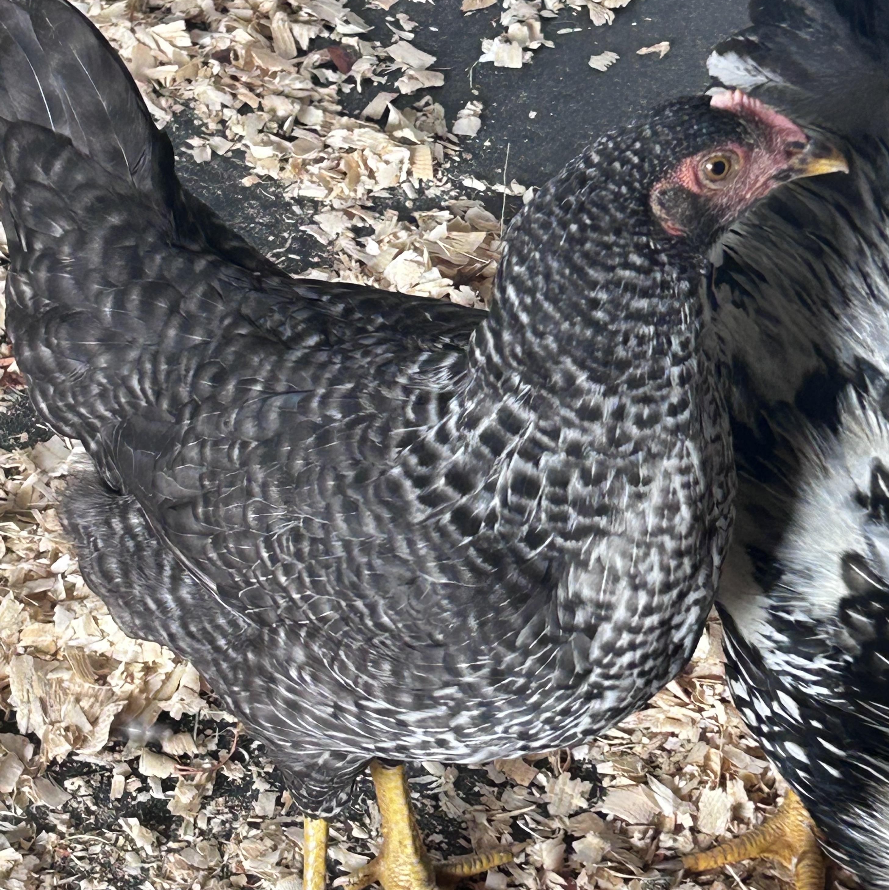 Miranda (ID 52145), adopted, Young Female Chicken.