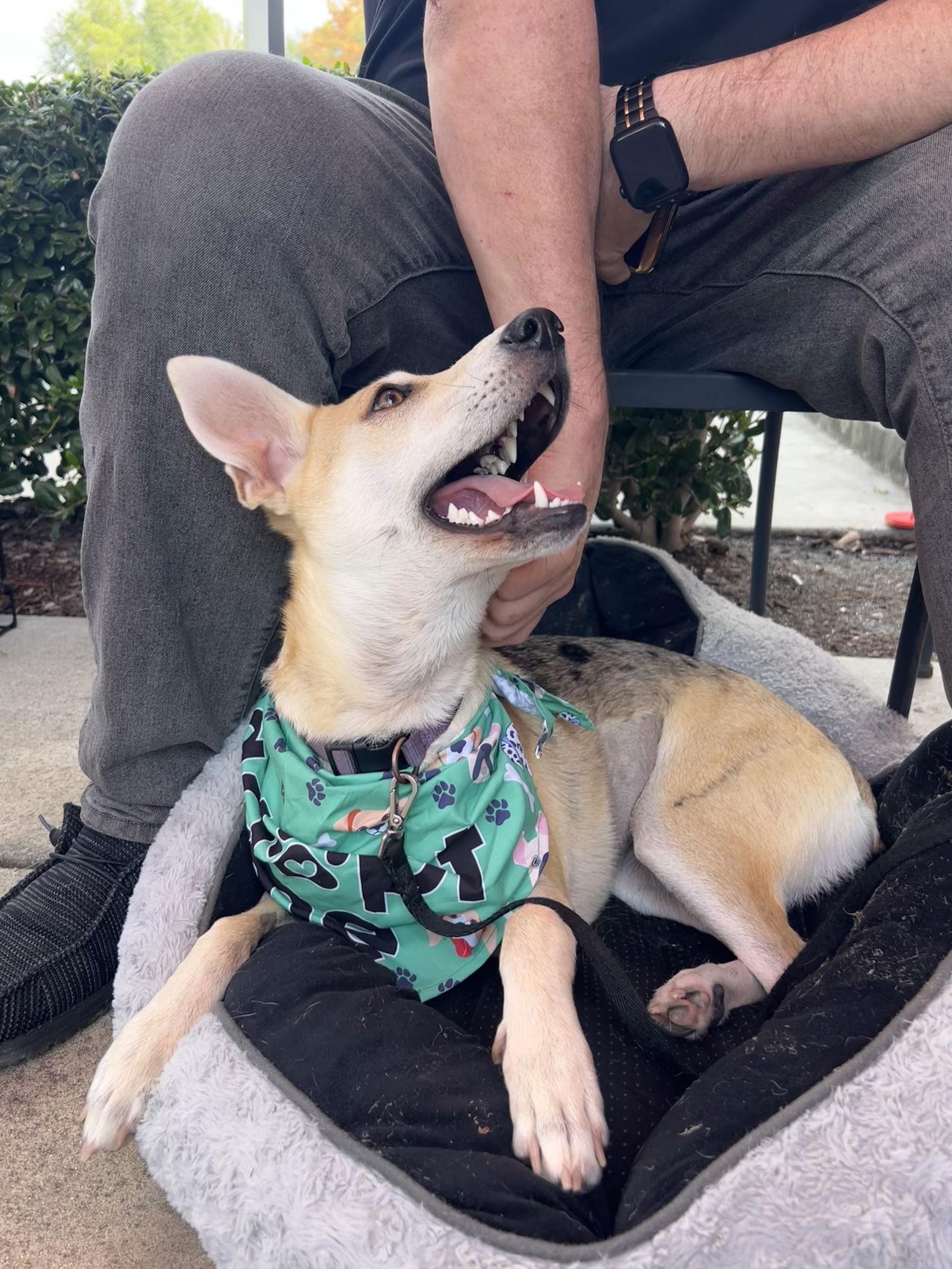 Dingo, Adoptable, Adult Female Australian Cattle Dog / Blue Heeler.