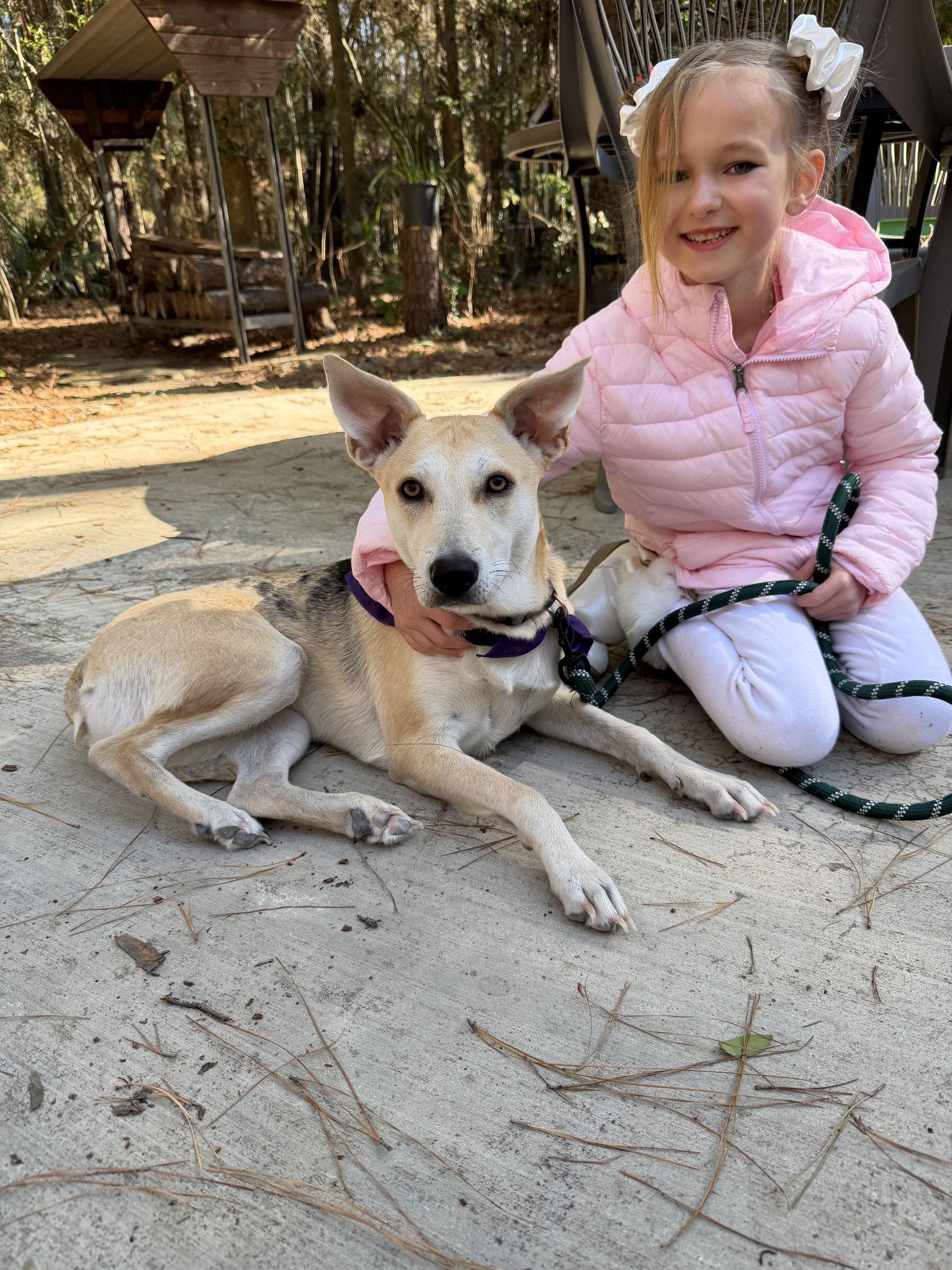 Dingo, Adoptable, Adult Female Australian Cattle Dog / Blue Heeler.