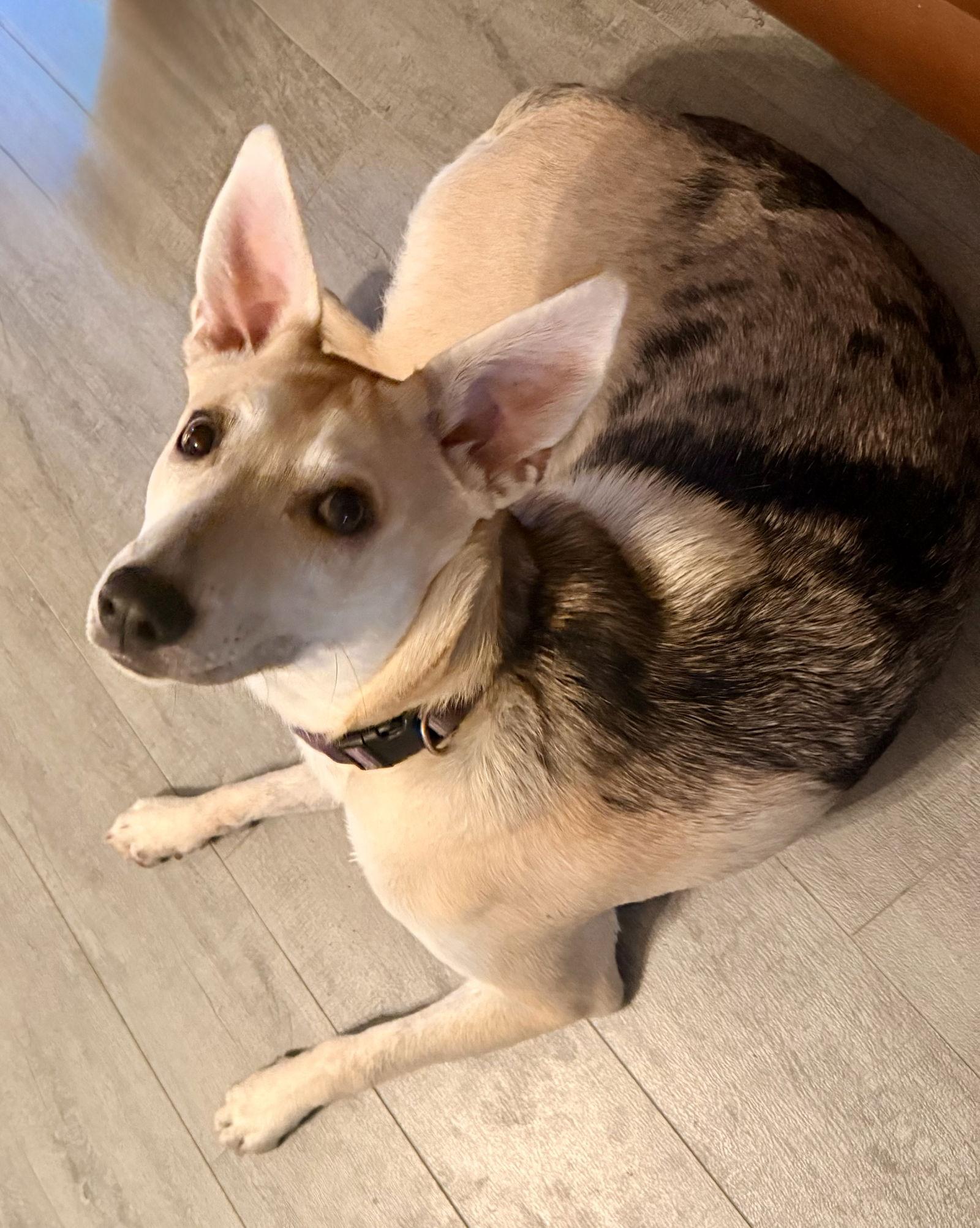 Enlarge Dingo, a Adoptable Australian Cattle Dog / Blue Heeler in The Woodlands, TX image 2/3