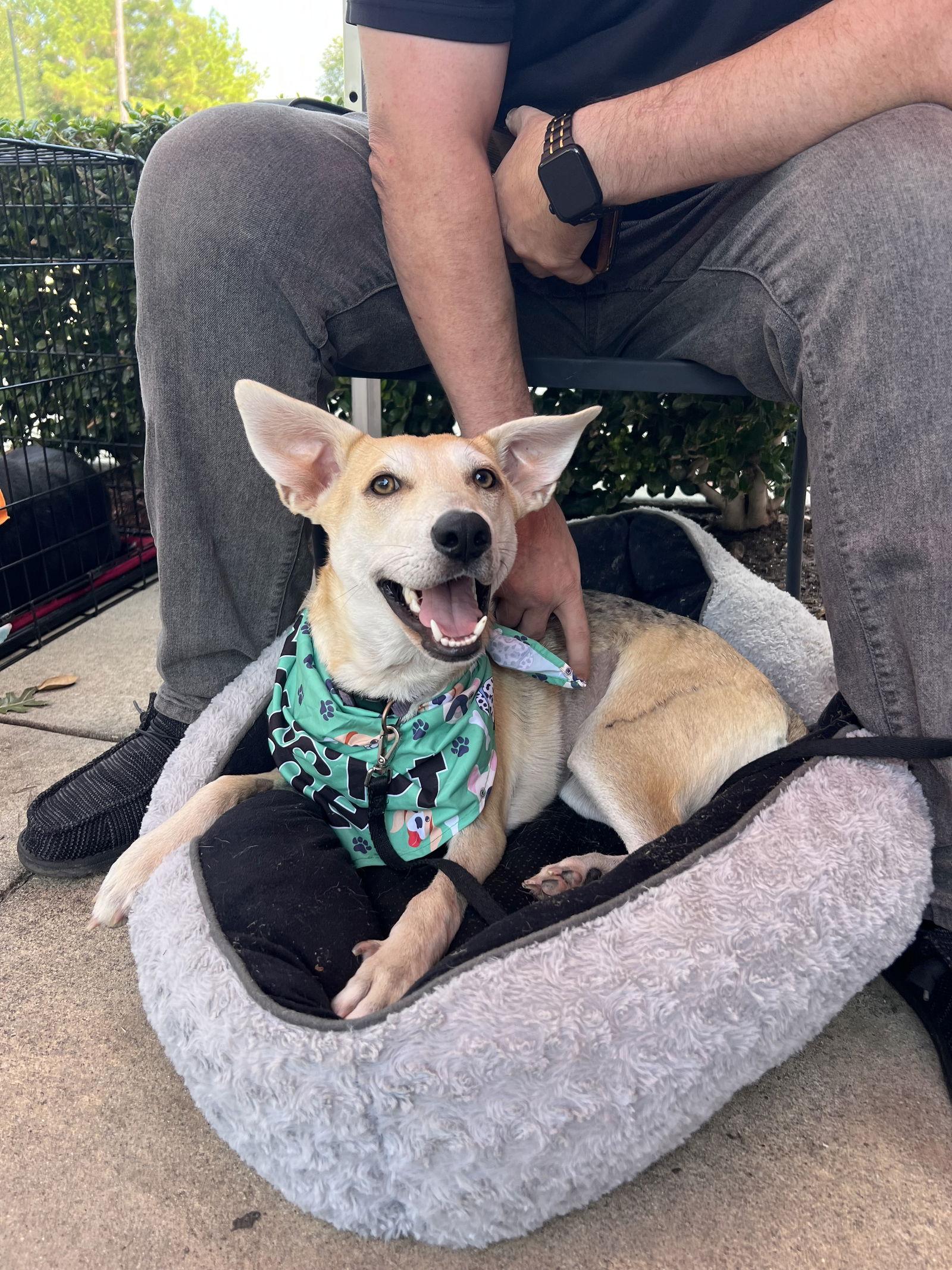 Enlarge Dingo, a Adoptable Australian Cattle Dog / Blue Heeler in The Woodlands, TX image 3/3