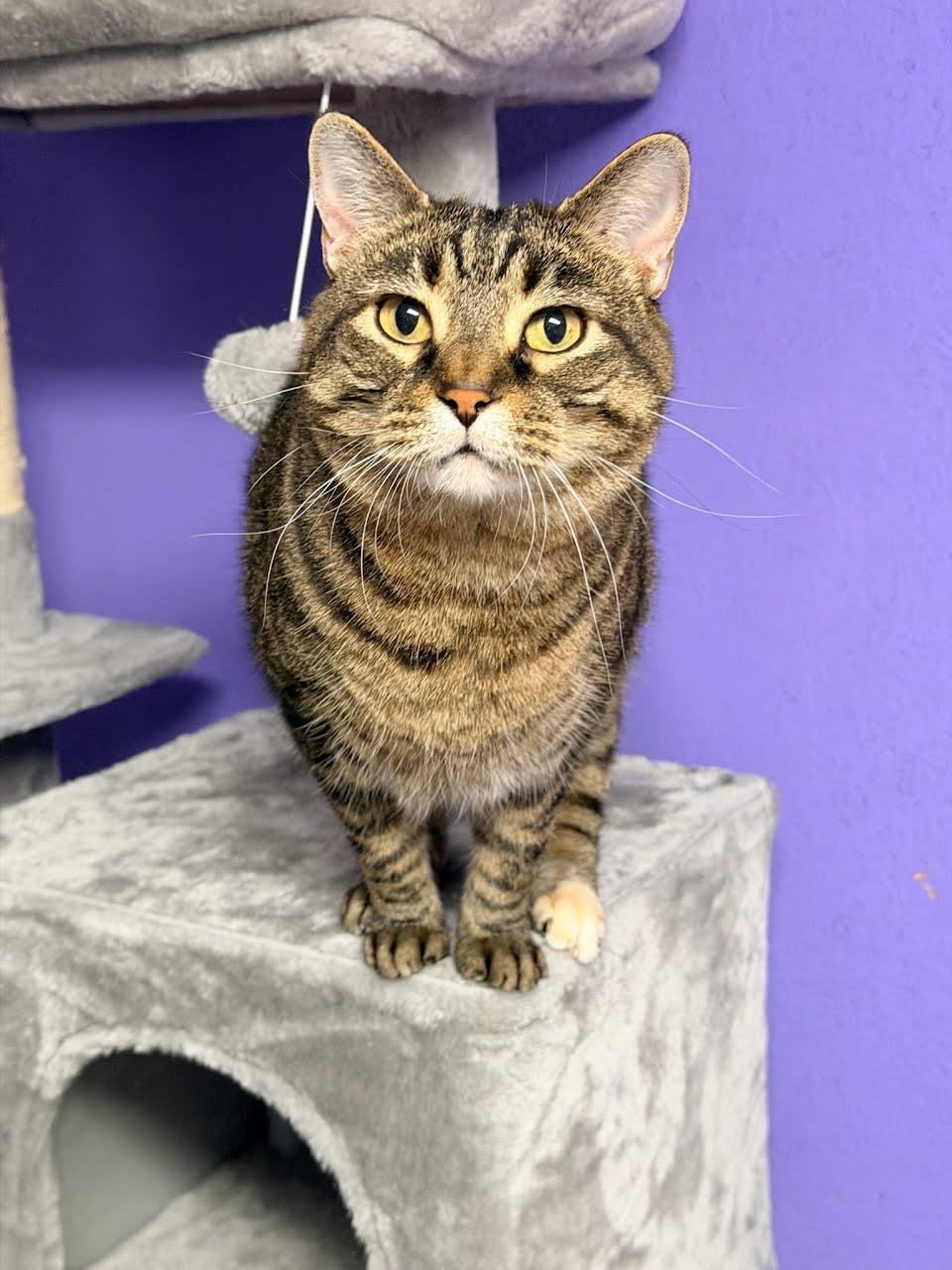 Mini, Adoptable, Adult Female Tiger & Domestic Short Hair.