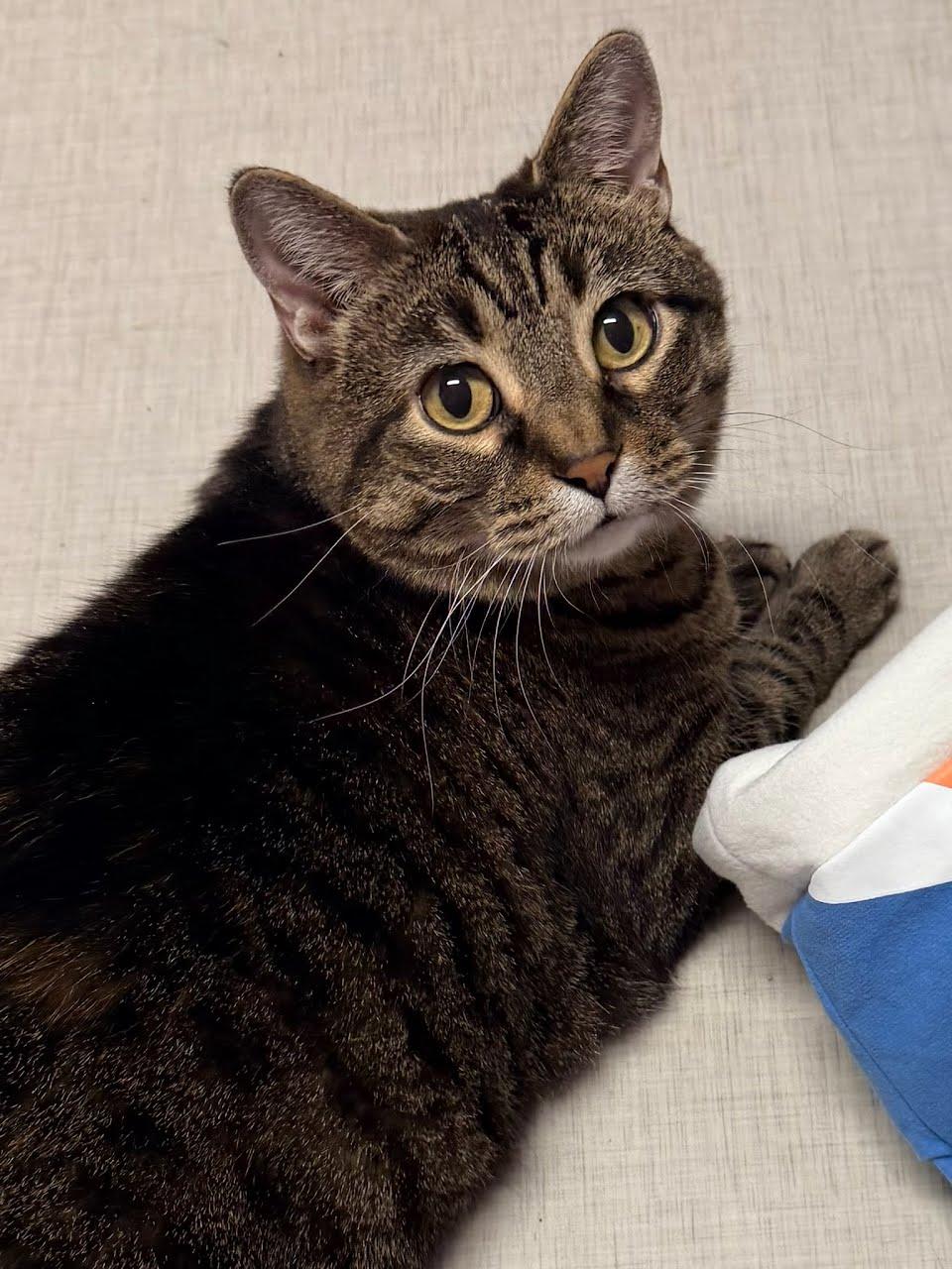 Mini, a Adoptable mixed breed in West Lafayette, IN image 2/2