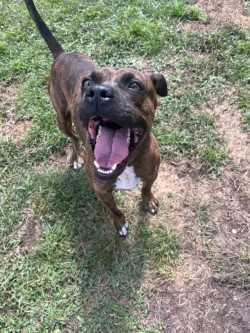 Enlarge Pixel, a Adoptable mixed breed in Woodbine, GA image 1/1