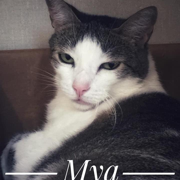 Mya