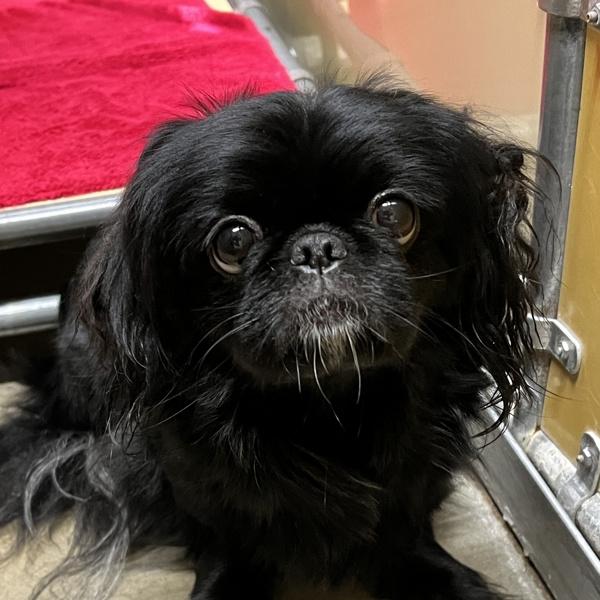Pepper, Adopted, Adult Female Pekingese.