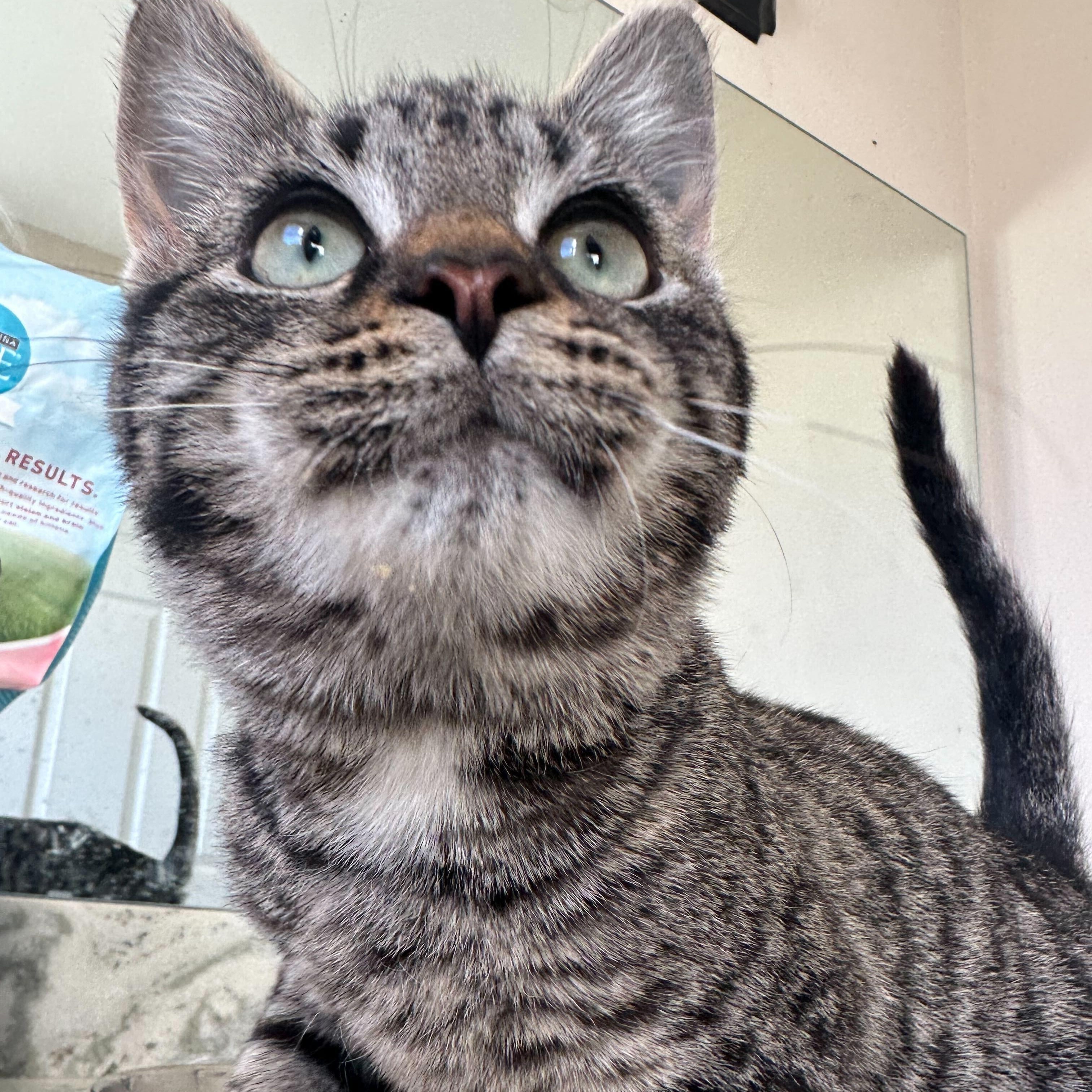 Donnie, Adoptable, Kitten Male Domestic Short Hair.