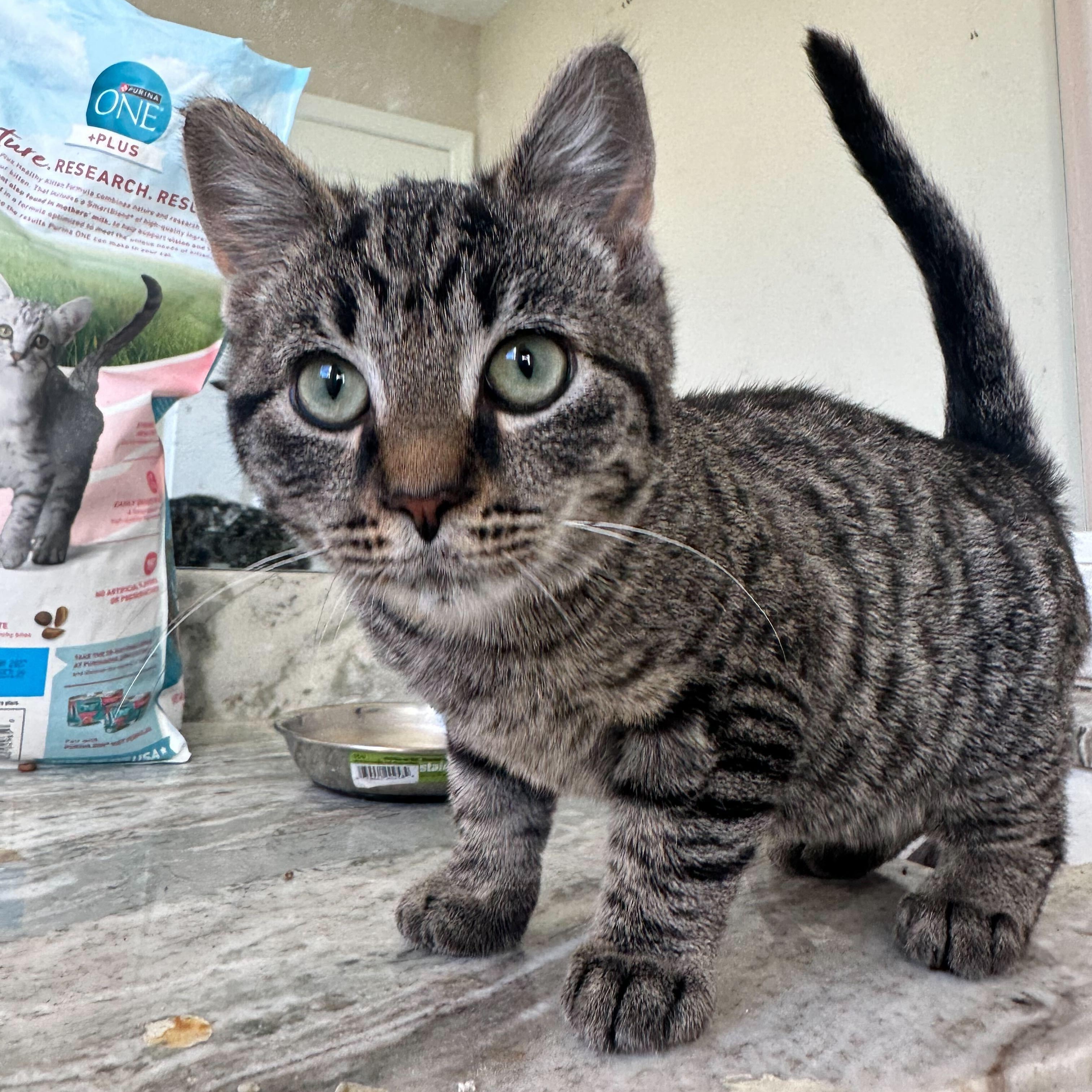 Donnie, a Adoptable Domestic Short Hair in Washington, MI image 2/2