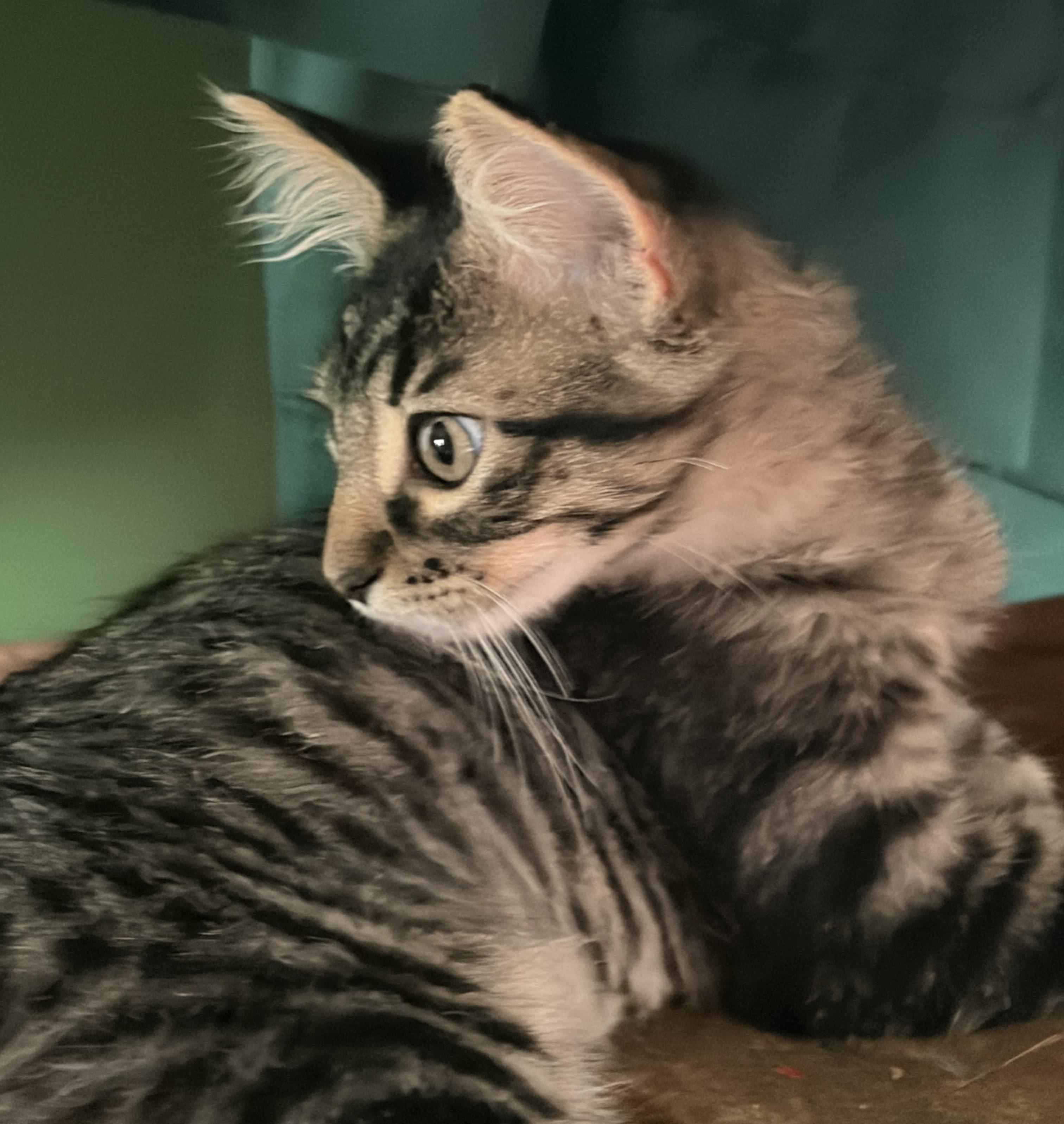 Enlarge Hopkins, a Adoptable mixed breed in Lombard, IL image 2/5