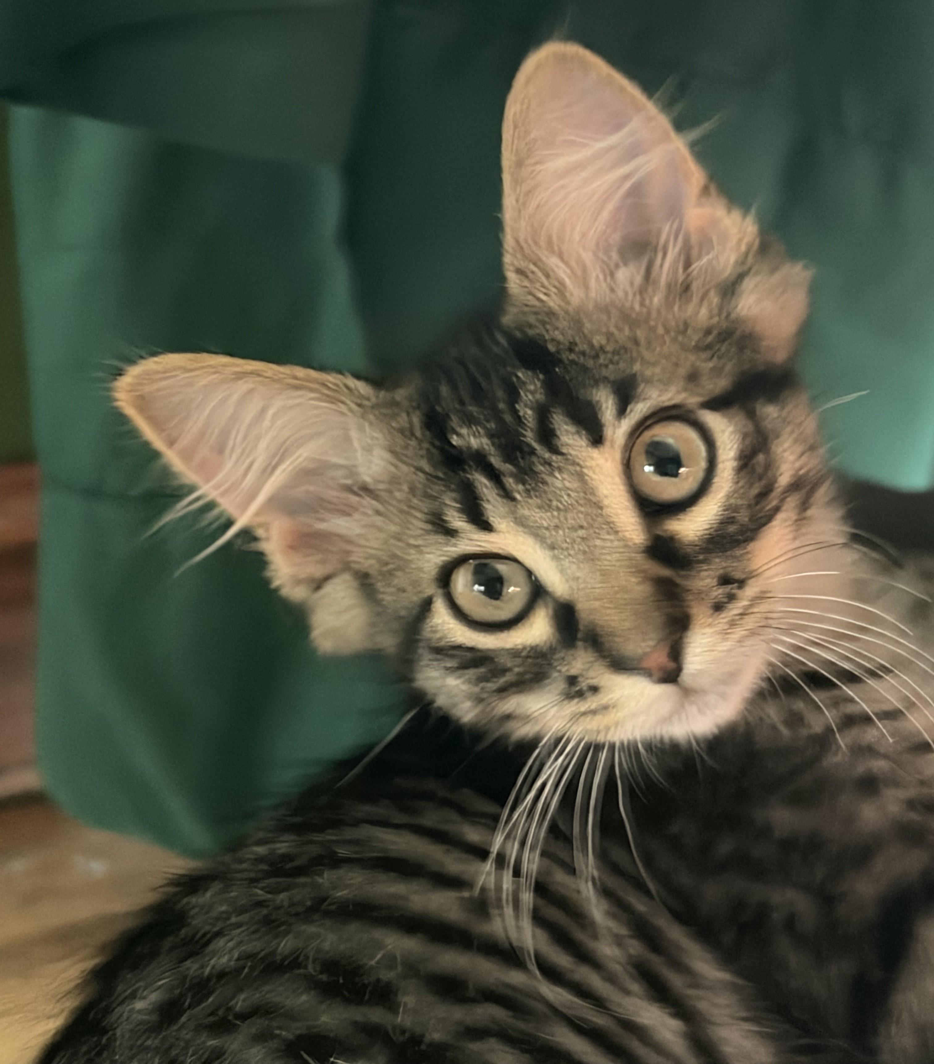 Hopkins, Adoptable, Kitten Male Tabby & Domestic Medium Hair.